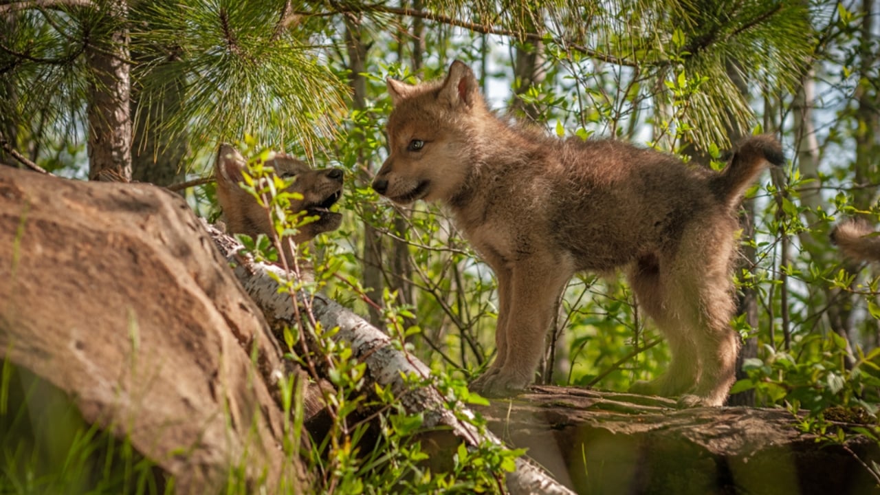 How Wolf Pups Go From Helpless to Apex Predators in a Year - Gray wolf pups ss1093806713 adyh