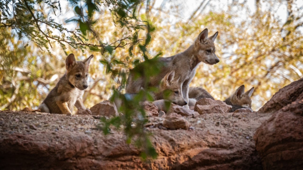 How Wolf Pups Go From Helpless to Apex Predators in a Year - Gray wolf pups ss1431333857 adyh