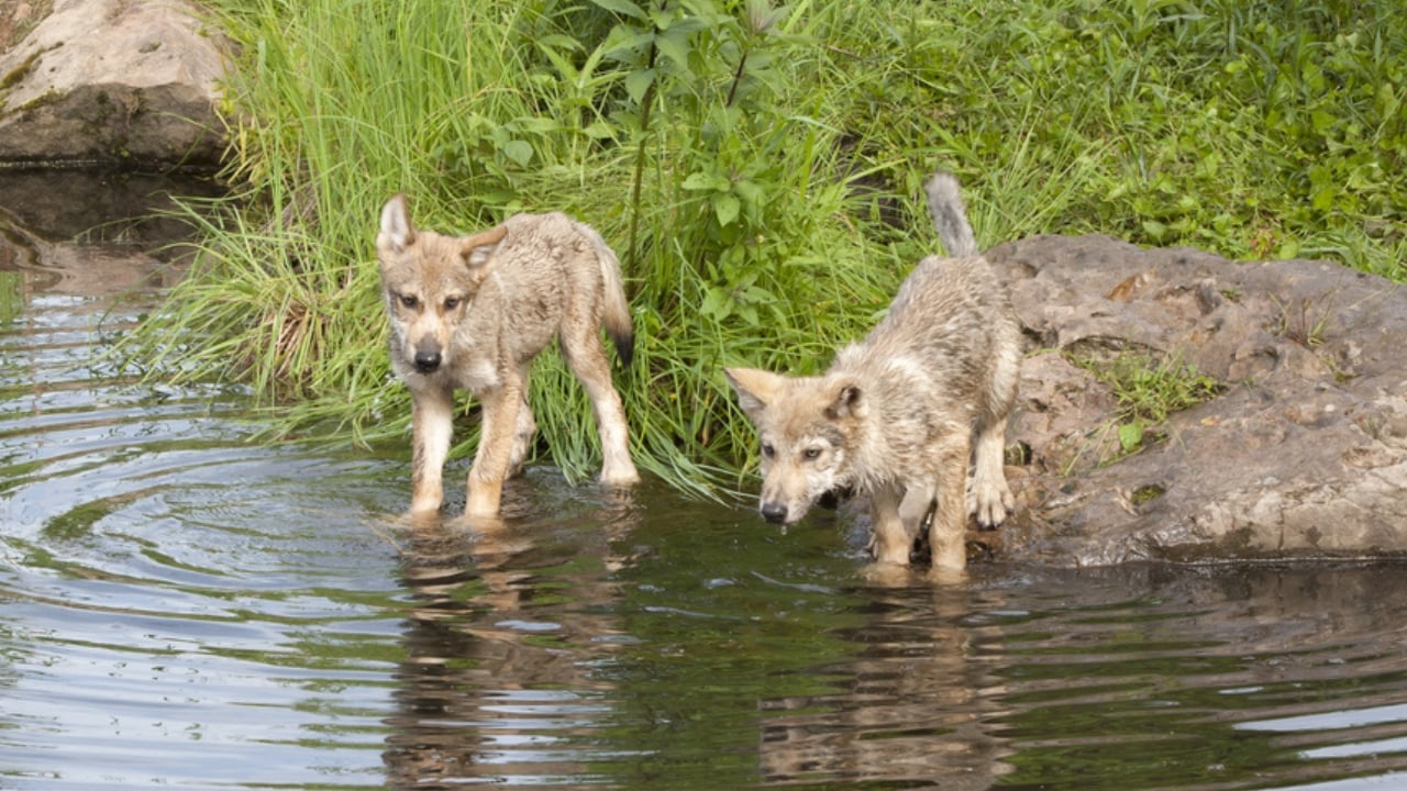 How Wolf Pups Go From Helpless to Apex Predators in a Year - Gray wolf pups ss182753660 adyh