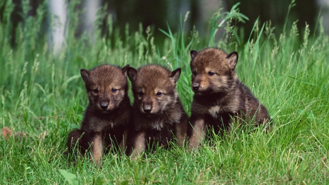 How Wolf Pups Go From Helpless to Apex Predators in a Year - Gray wolf pups ss2427892035 adyh