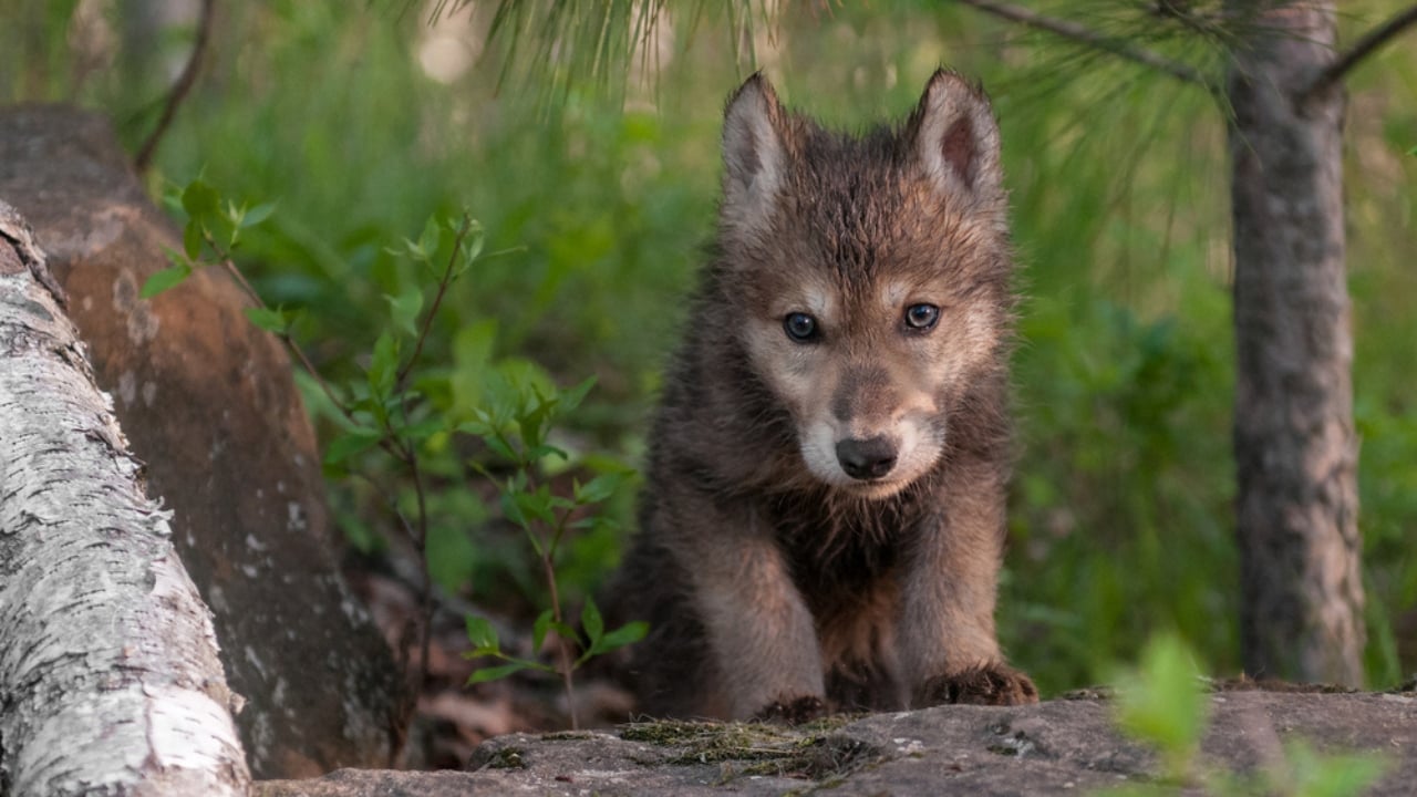 How Wolf Pups Go From Helpless to Apex Predators in a Year - Gray wolf pups ss251927311 adyh