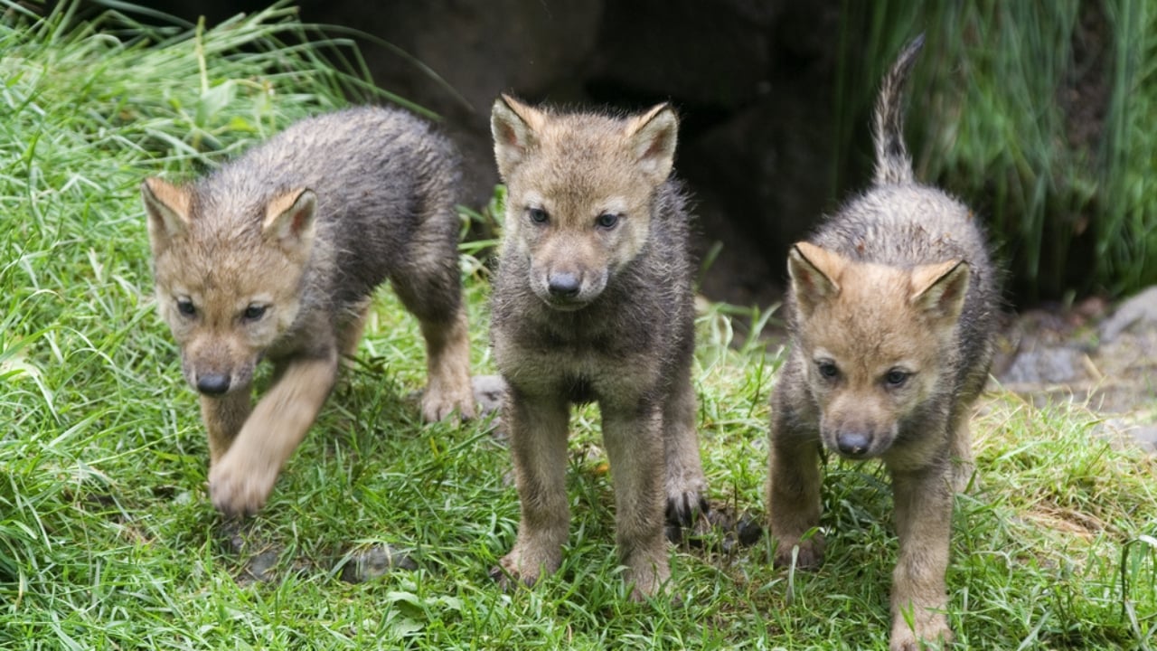 How Wolf Pups Go From Helpless to Apex Predators in a Year - Gray wolf pups ss71301187 adyh