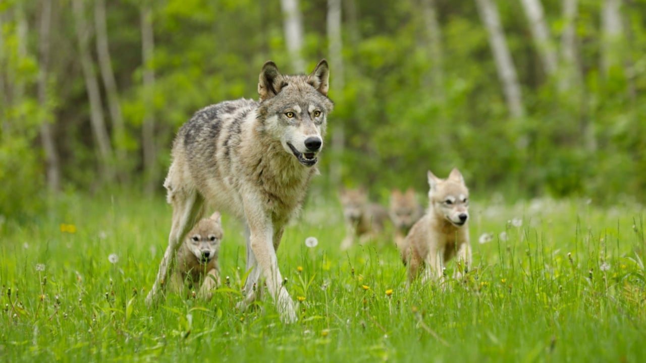 How Wolf Pups Go From Helpless to Apex Predators in a Year - Gray wolf with pups ss792853540 adyh