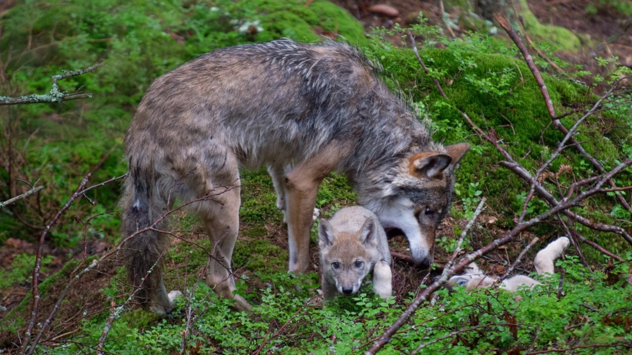How Wolf Pups Go From Helpless to Apex Predators in a Year - Gray wolf with two young pups dp118262490 dnoh
