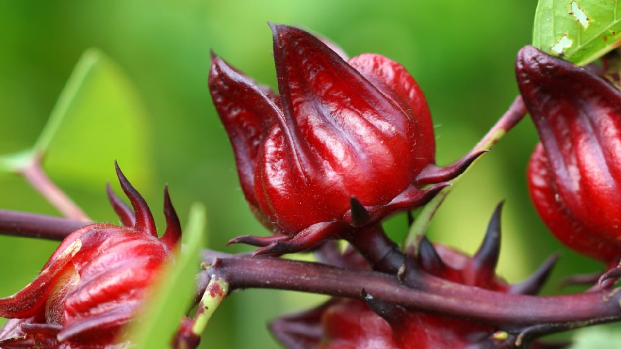 15 Plants Perfect for Starting Your Homegrown Tea Garden - Hibiscus sabdariffa or roselle fruits dp55025337 dnoh