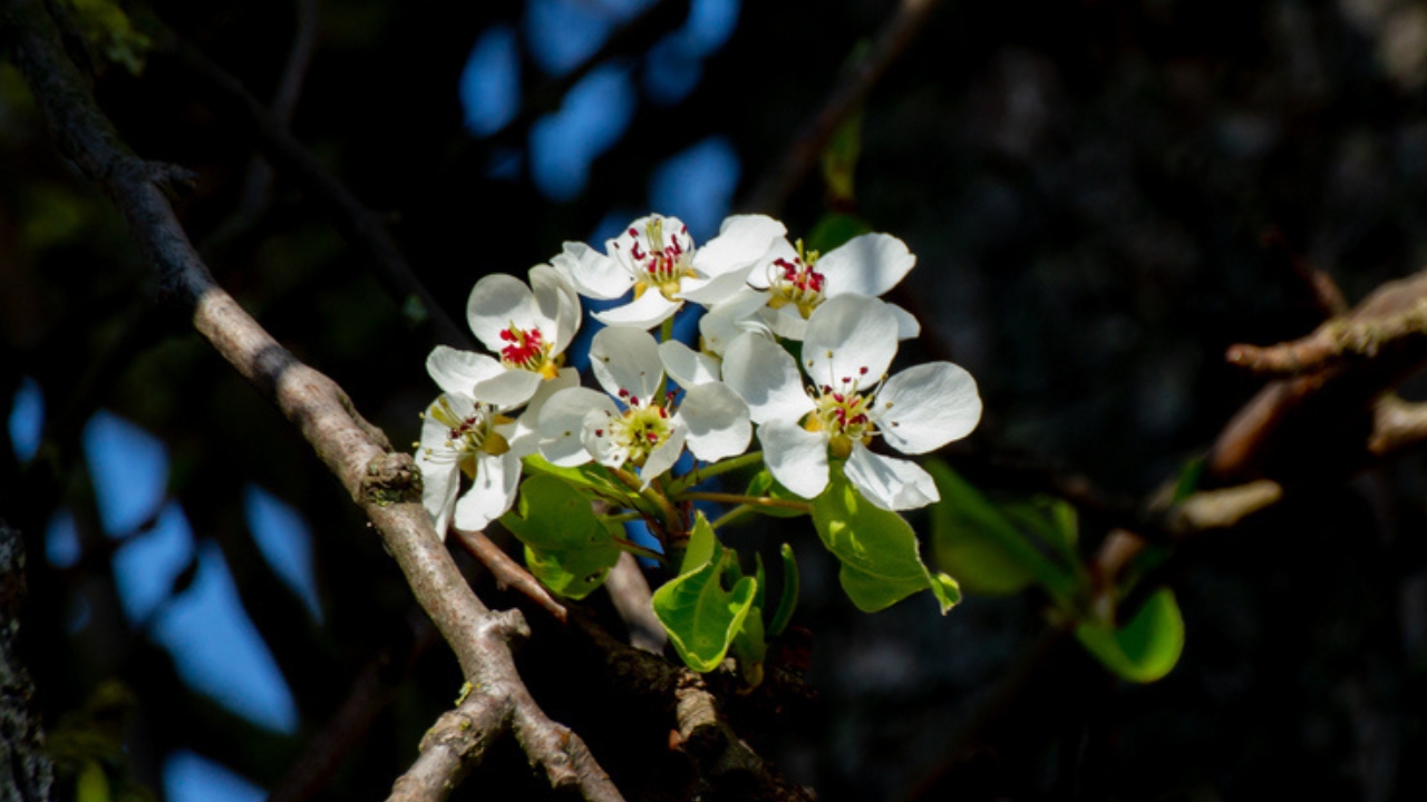 Struggling with Bad Soil... These 15 Plants Can Help - Indian Hawthorne dp392139852 dnoh