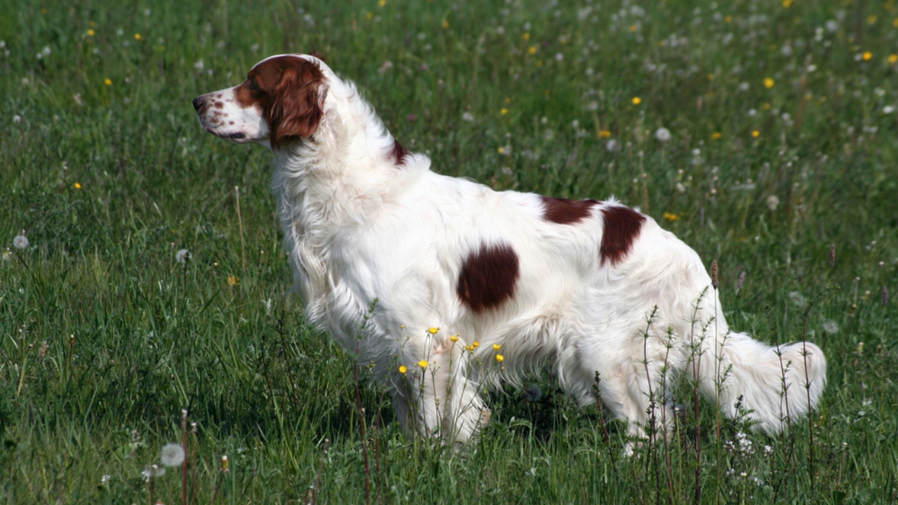 Meet the New Dog Breeds the AKC Has Recognized Since 2000 - Irish Red and White Setter dp42325497 dnoh