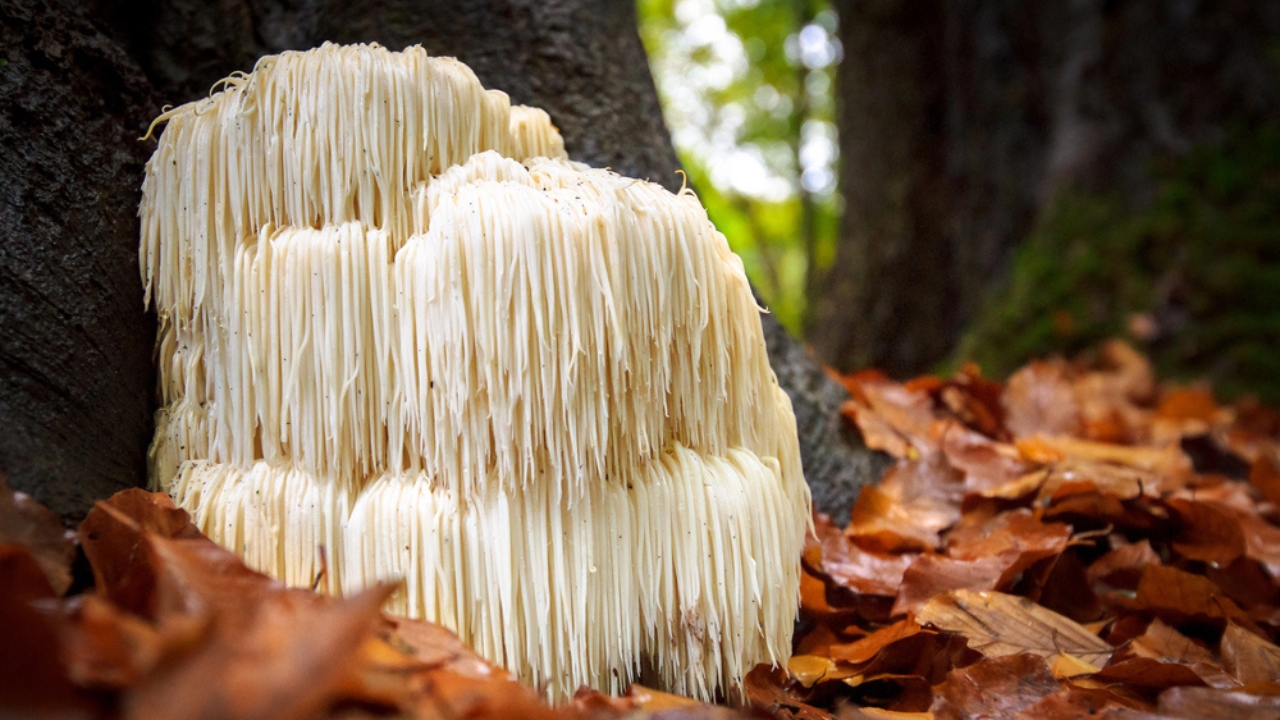 Say Goodbye to Brain Fog with These 13 Herbs - Lions Mane Mushroom dp171060338 dnoh