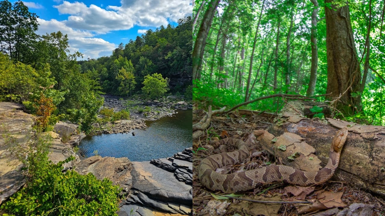 Copperhead Snake Hotspots: 25 States Where They Thrive - Little River Canyon National Preserve alabama ss2525455955 adyh Copperhead Snakes ss2006125013 adyh