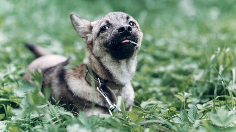 5 Reasons Your Dog Might Be Eating Grass—and When to Worry