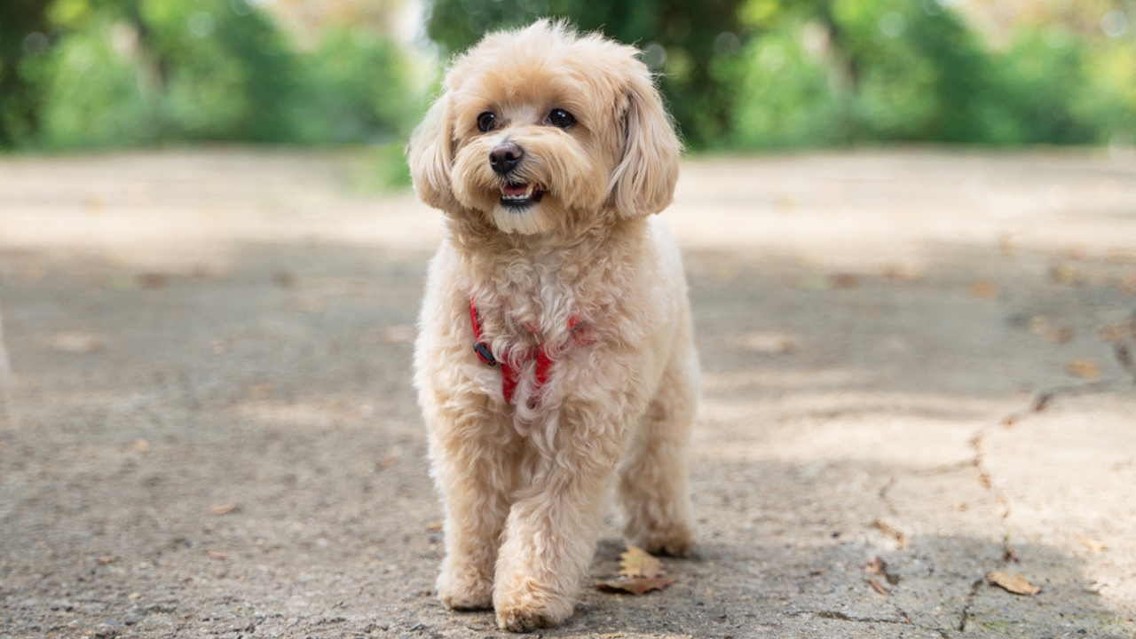 15 Dog Breeds Perfect for Seniors Seeking Loyal Companions - Maltipoo dp528560944 dnoh