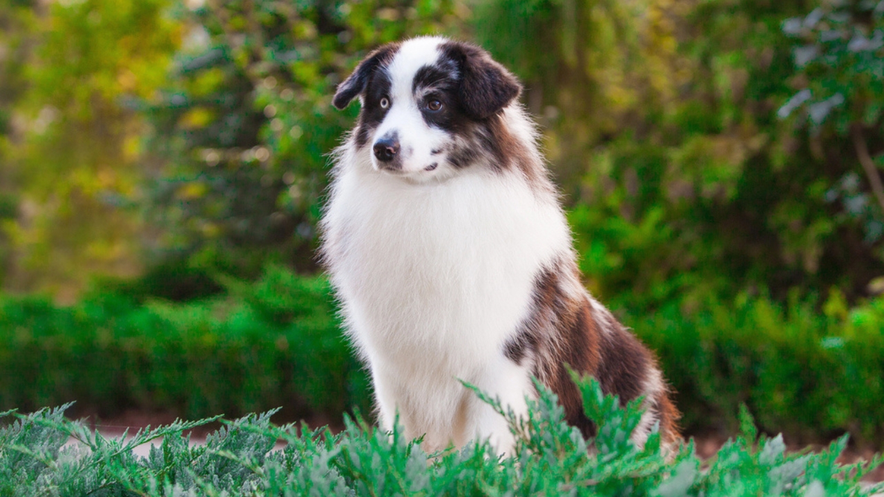 Meet the New Dog Breeds the AKC Has Recognized Since 2000 - Miniature American Shepherd dp632630252 dnoh