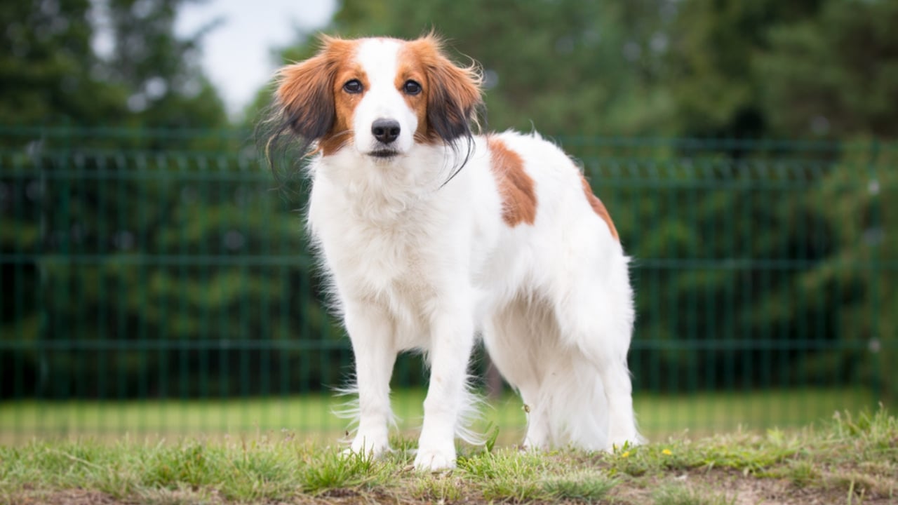 Meet the New Dog Breeds the AKC Has Recognized Since 2000 - Nederlandse Kooikerhondje ss1795309504 adyh
