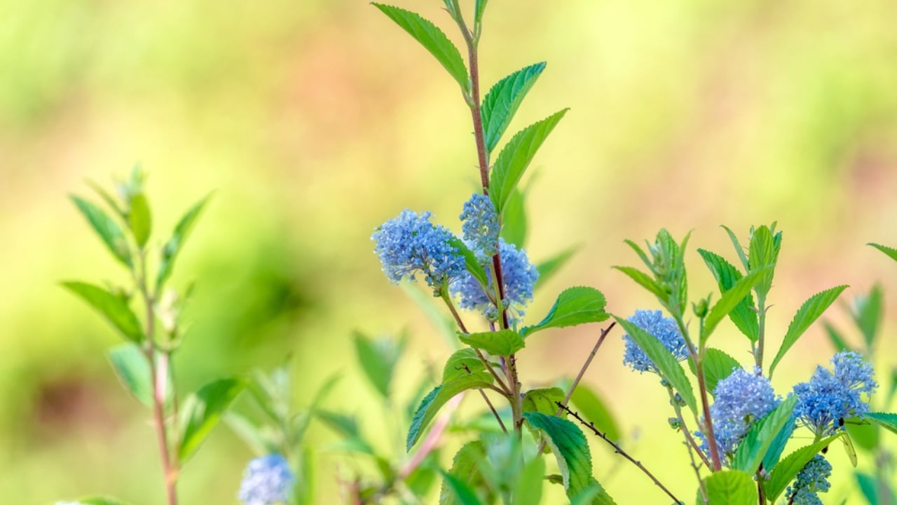 15 Plants Perfect for Starting Your Homegrown Tea Garden - New Jersey Tea dp264724118 dnoh