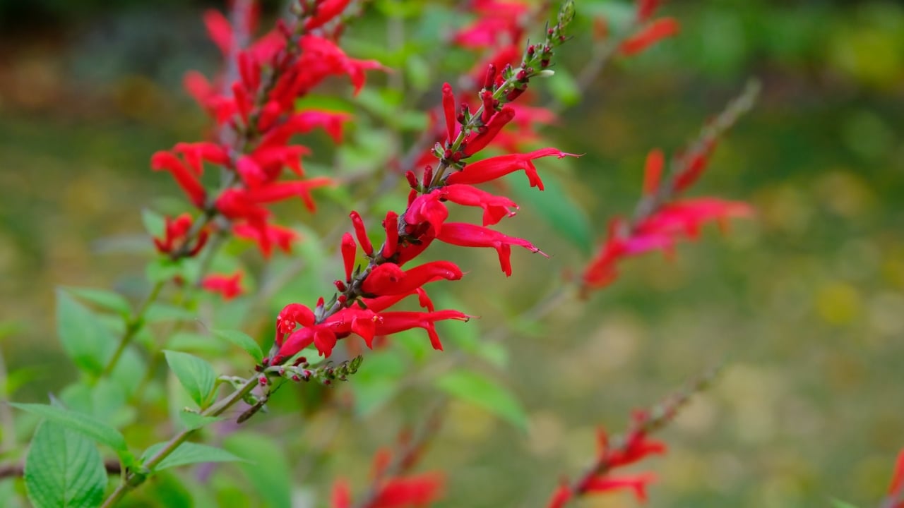 15 Plants Perfect for Starting Your Homegrown Tea Garden - Pineapple Sage dp420434210 dnoh