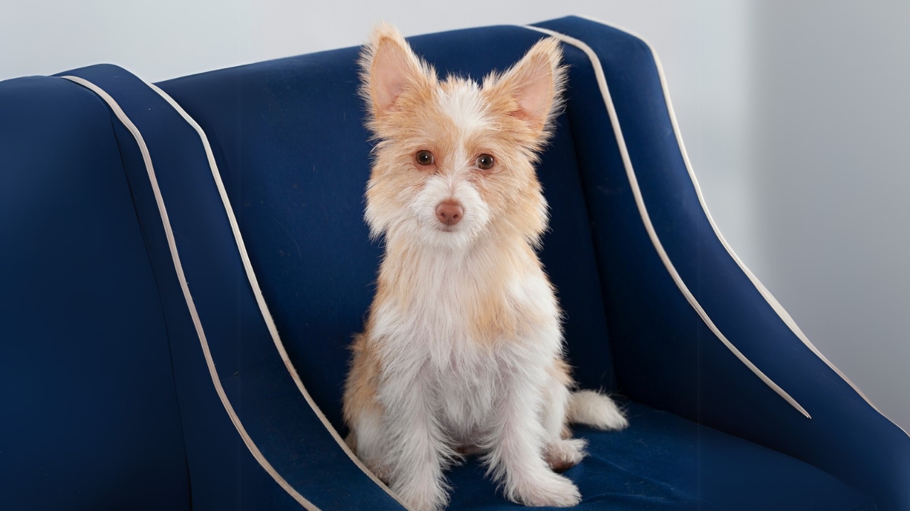 Meet the New Dog Breeds the AKC Has Recognized Since 2000 - Portuguese Podengo Pequeno ss2464834893 adyh