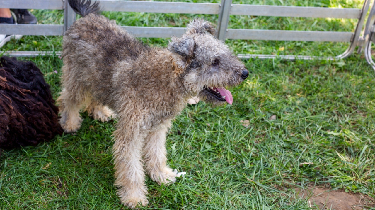 Meet the New Dog Breeds the AKC Has Recognized Since 2000 - Pumi dp381799578 dnoh