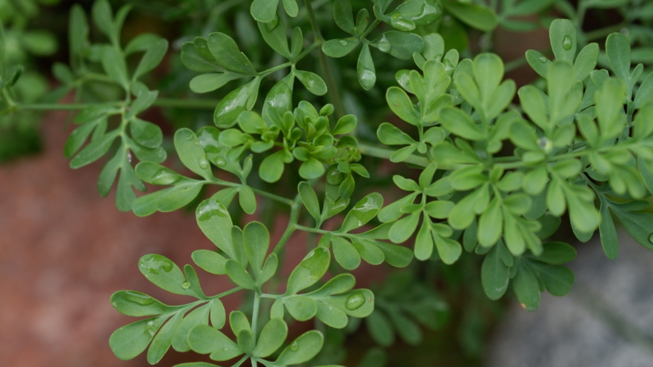 12 Plants to Grow with Tomatoes for a Better Harvest - Rue Ruta graveolens ss1449846350 dpdgm