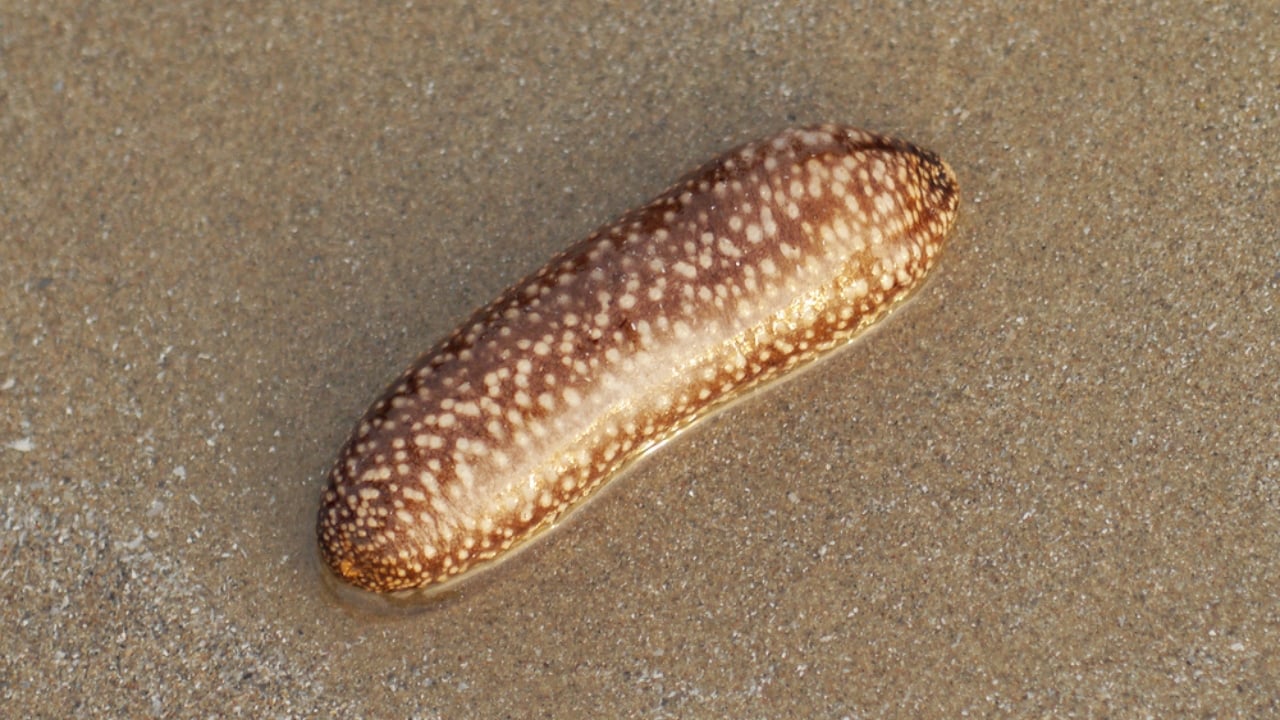 10 Animals with Healing Powers That Could Transform Medicine - Sea Cucumber dp31282913 dnoh