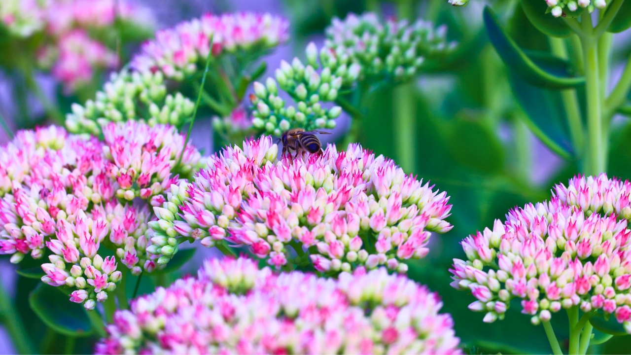 Struggling with Bad Soil... These 15 Plants Can Help - Sedum Sedum spectabile ss1859418304 degm