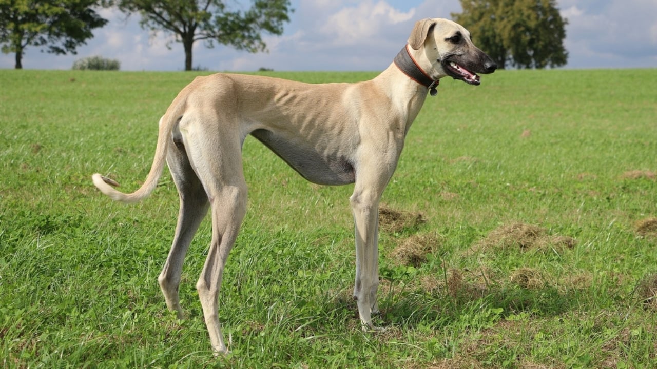 These 13 African Dogs Prove Beauty Comes From Resilience - Sloughi ss645533326 adyh