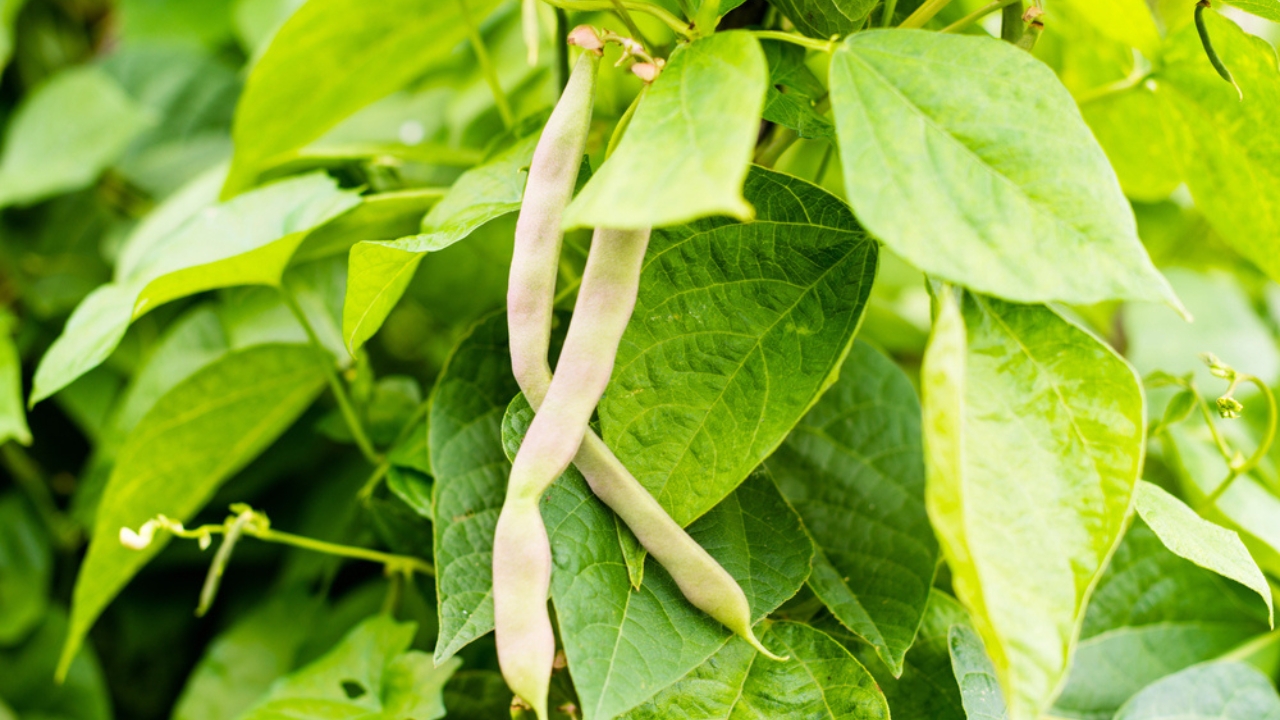 12 Plants to Grow with Tomatoes for a Better Harvest - Unripe bean Phaseolus vulgaris dp241420160 dnoh