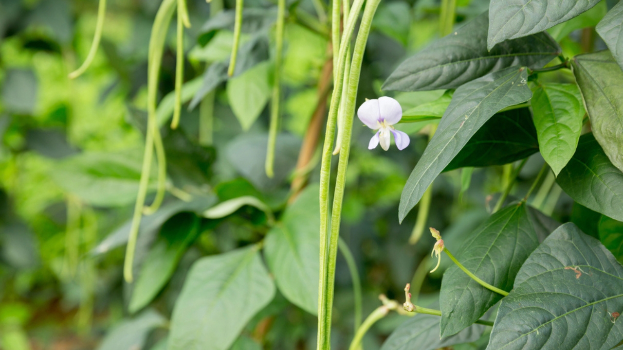 12 Plants to Grow with Tomatoes for a Better Harvest - Vegetable Cowpea plant dp306607952 dnoh