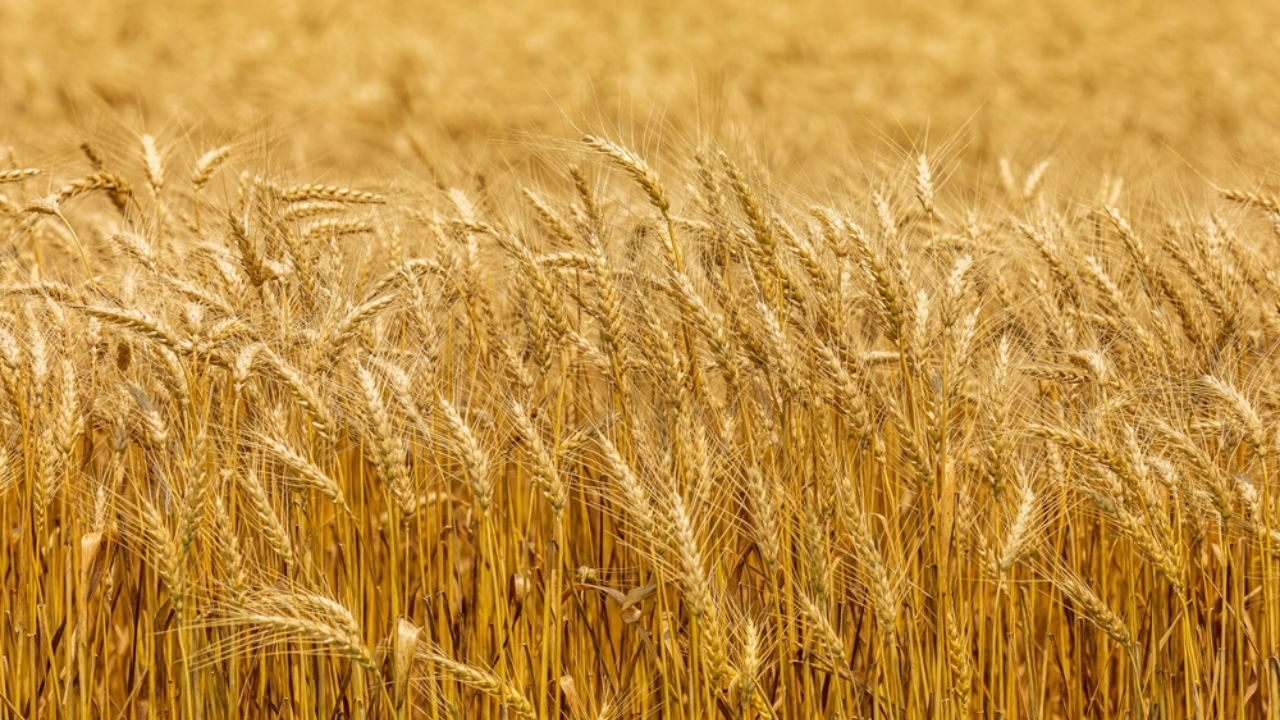 12 Plants to Grow with Tomatoes for a Better Harvest - Wheat Triticum aestivum L. ss2063662418 dpdgm
