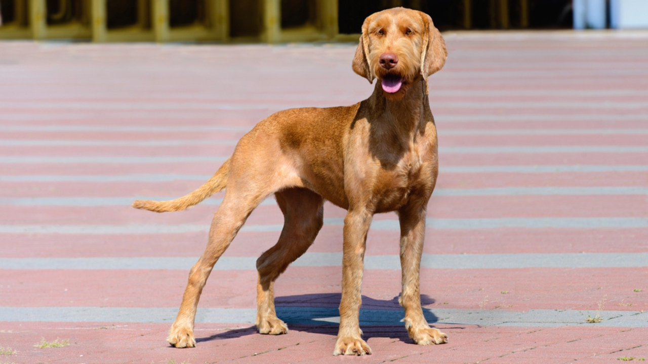 Meet the New Dog Breeds the AKC Has Recognized Since 2000 - Wirehaired Vizsla dp173423740 dnoh