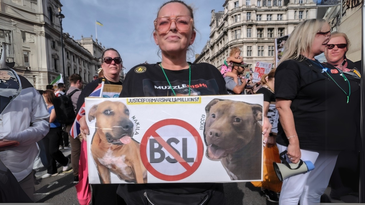 13 Dog Breeds Facing Bans & Restrictions Worldwide - XL Bully owners protesting ss2372097019 adyh