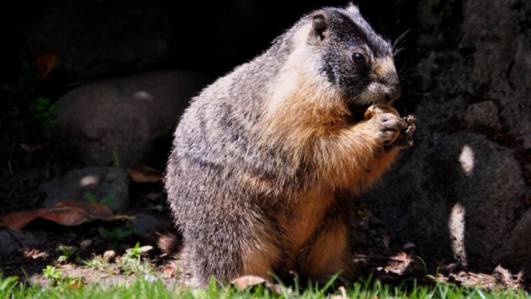 16 Animals That Thrive by Hibernating Through Winter