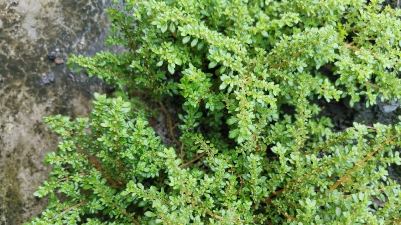 15 Best Plants to Grow in Glass Containers - artillery plant dp309851538 dnoh