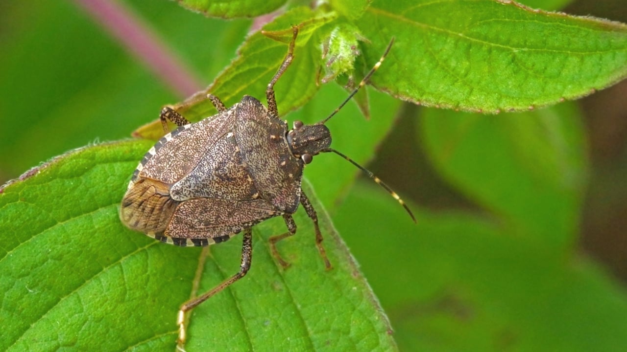 14 Dangerous Bugs You Should Eliminate on Sight - brown marmorated stink bug dp371569344 dnoh