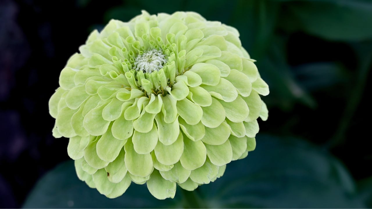 Every Garden Should Have Zinnias—Here’s Why - citrus lime green double blooming zinnia ss2101911280 degm