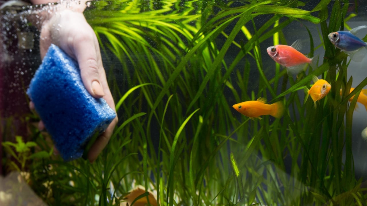 20 Everyday Hydrogen Peroxide Uses Everyone Should Know - cleaning aquarium dp441365274 dnoh