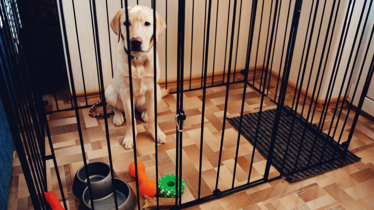 15 Hidden Costs of Pet Ownership Every Pet Parent Should Know - dog barrier dp222542400 dnoh