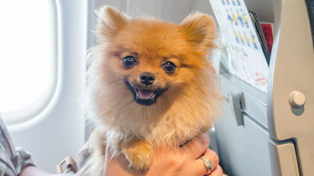 15 Hidden Costs of Pet Ownership Every Pet Parent Should Know - dog in plane dp234521918 dnoh