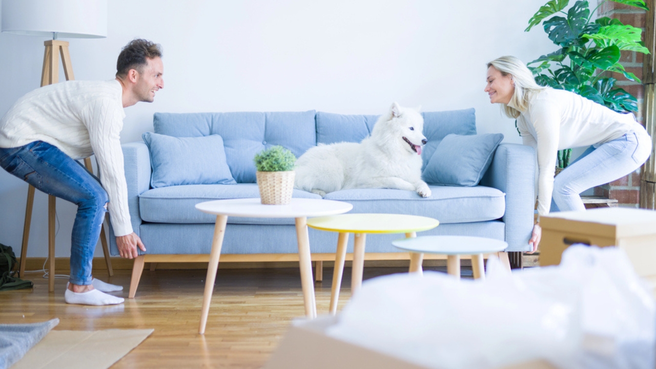 15 Hidden Costs of Pet Ownership Every Pet Parent Should Know - dog in sofa dp314394682 dnoh