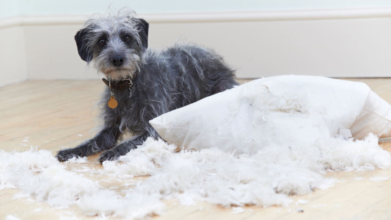 15 Hidden Costs of Pet Ownership Every Pet Parent Should Know - dog with pillow dp78451682 dnoh