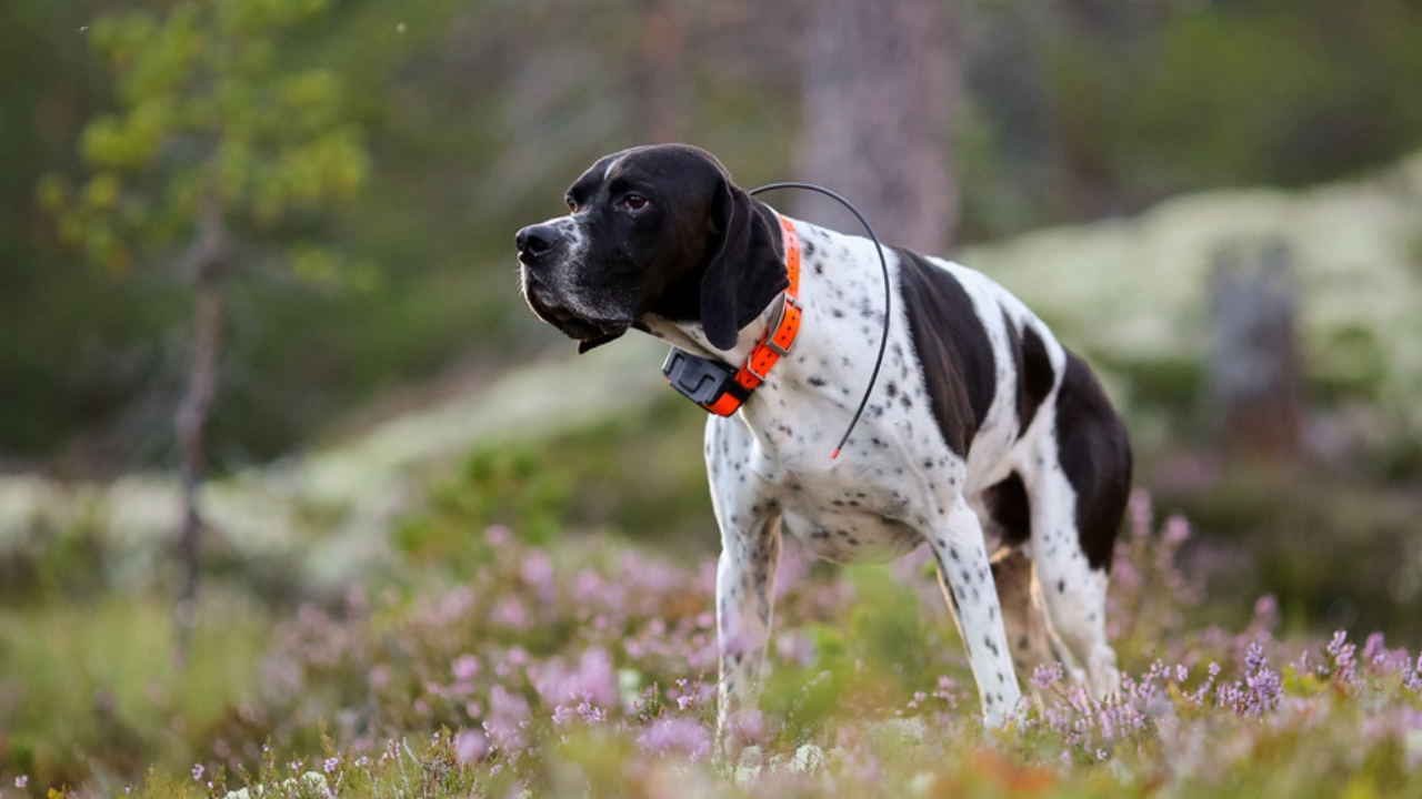 15 Hidden Costs of Pet Ownership Every Pet Parent Should Know - dog with tracker dp402416122 dnoh
