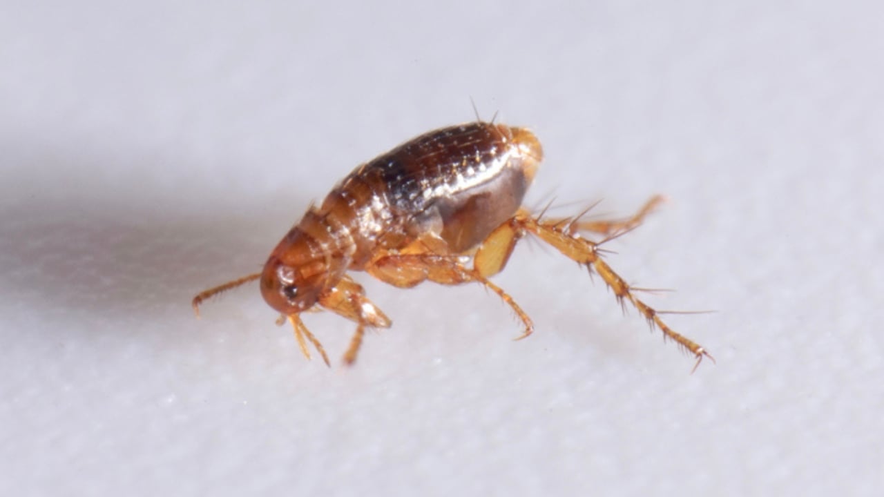 14 Dangerous Bugs You Should Eliminate on Sight - fleas dp380321904 dnoh