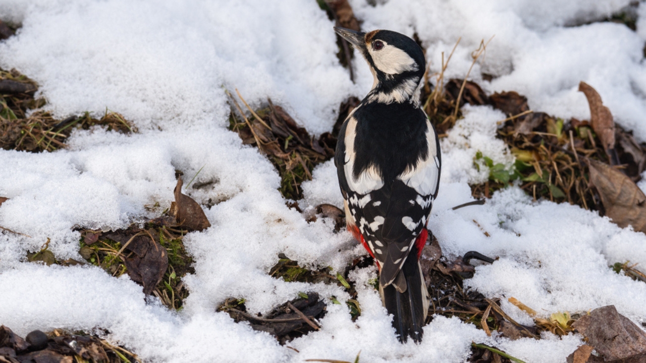 Feeding Woodpeckers in Winter: 10 Ways to Help Them Survive - garden woodpecker ss1627856071 adyh