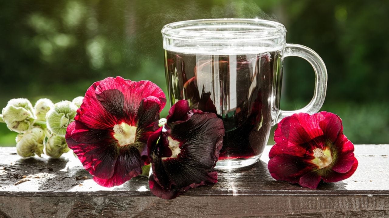 Why Hollyhocks Belong in Every Garden - hollyhock medicinal ss2348648303 adyh