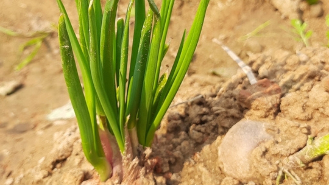 12 Plants to Grow with Tomatoes for a Better Harvest - potato onion Plant ss2419299425 dpdgm