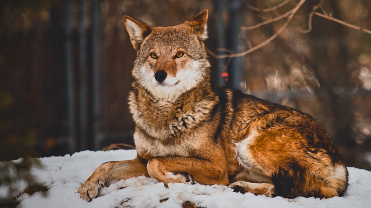 With Just 16 Left in the Wild, Red Wolves Face a Grim Future - red wolf ss1626871447 degm