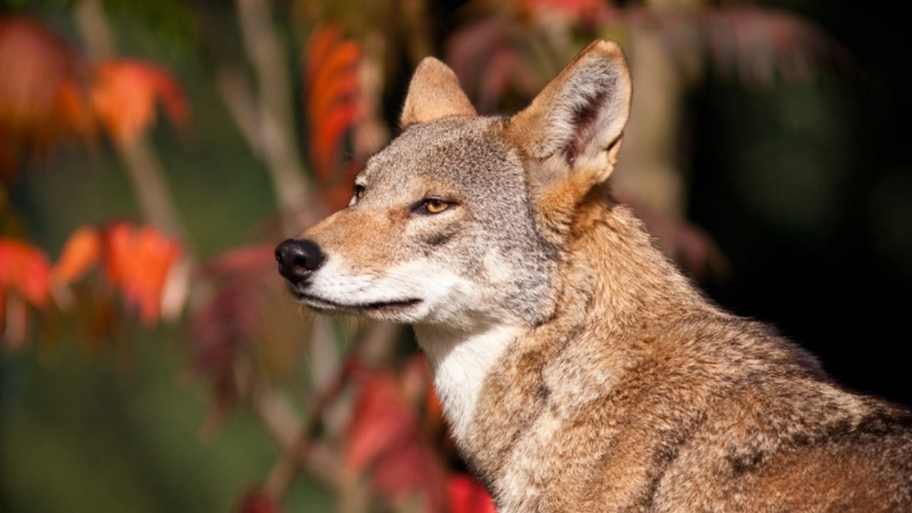 With Just 16 Left in the Wild, Red Wolves Face a Grim Future - red wolf fall dp7685203 dnoh