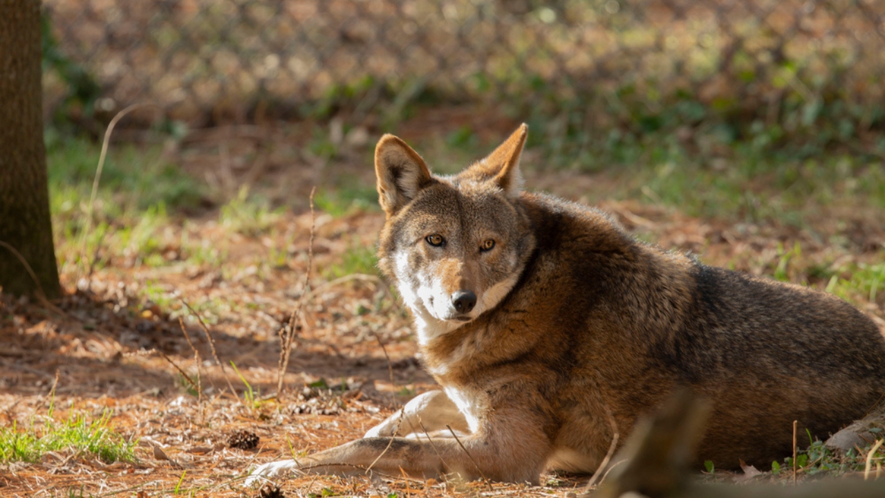 With Just 16 Left in the Wild, Red Wolves Face a Grim Future - red wolf species dp271144590 dnoh