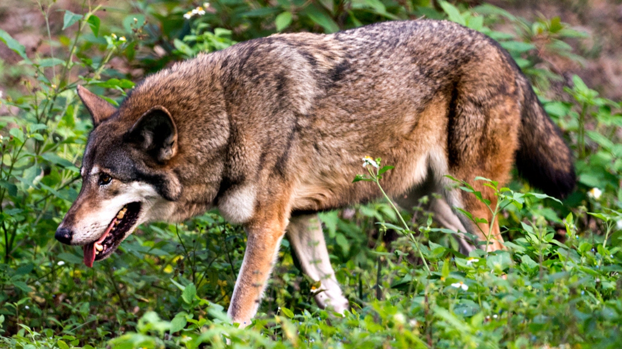With Just 16 Left in the Wild, Red Wolves Face a Grim Future - red wolf walking dp380388418 dnoh