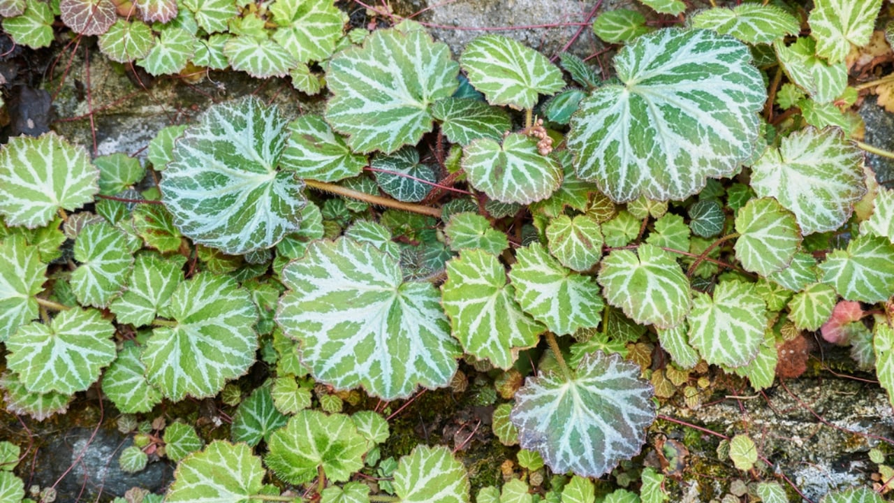 15 Best Plants to Grow in Glass Containers - strawberry begonia dp461071444 dnoh