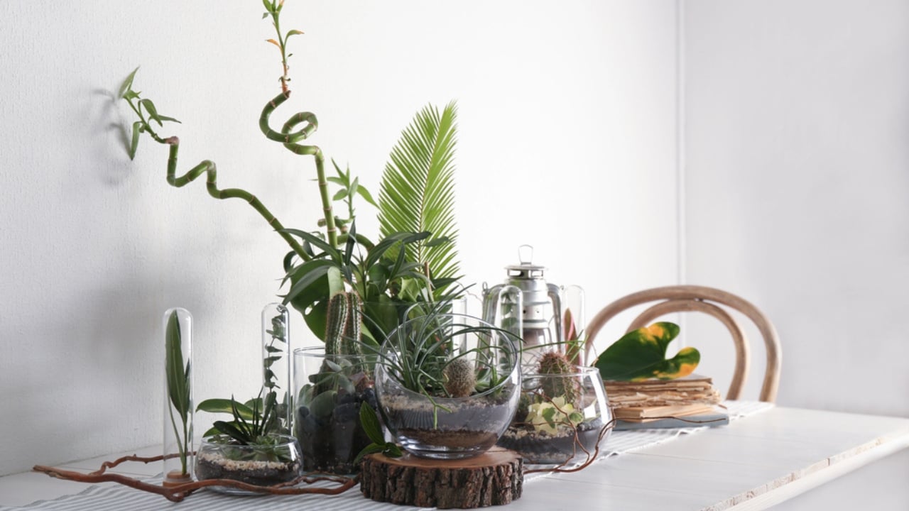 15 Best Plants to Grow in Glass Containers - succulent garden dp147146663 dnoh